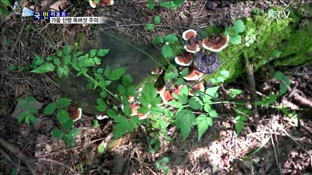 가을 산행은 즐겁지만…'독버섯' 조심!