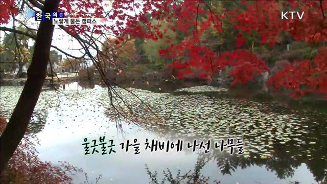 노랗게 물든 캠퍼스 [한국의 美]