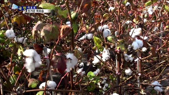 뽀송뽀송 목화솜 수확…옛 추억 새록새록  