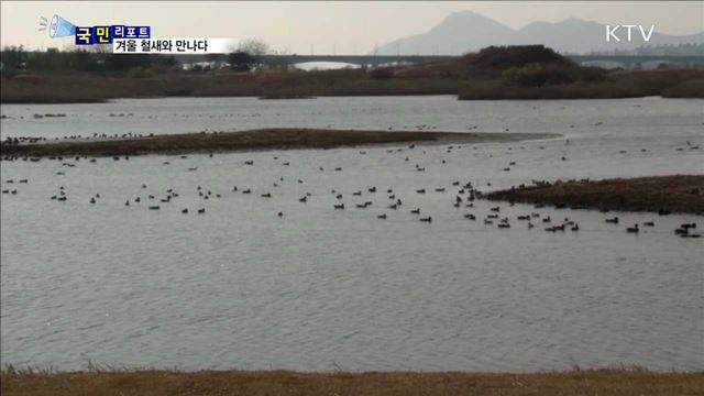 낙동강 찾은 겨울 손님…AI 속 조심스런 탐조 