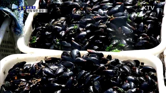 제철맞은 마산 홍합…항, 포구 북적