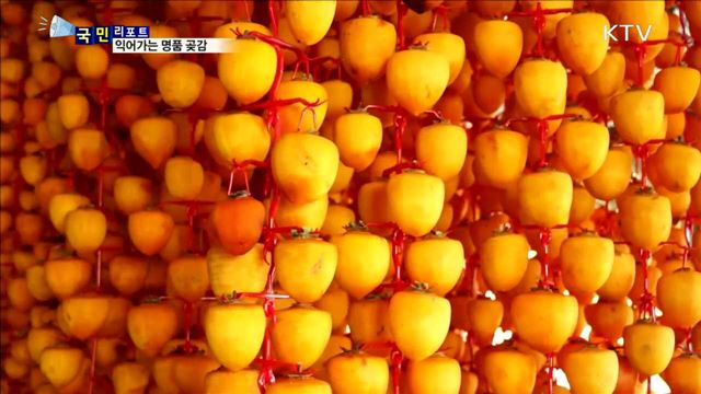 명품 강릉 곶감…옛 명성 되찾는다 