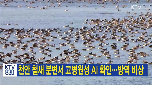 천안 철새 분변서 고병원성 AI 확인…방역 비상