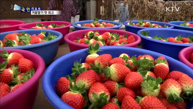 겨울딸기 제철…농장 체험·직거래 '활발'