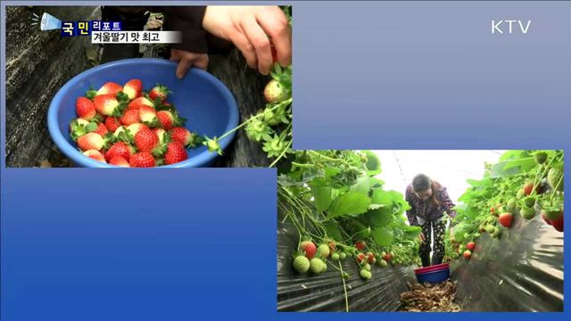 겨울딸기 제철…농장 체험·직거래 '활발'