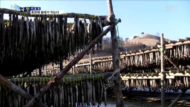 평창 동계올림픽 특선 음식…황태가 익어간다 