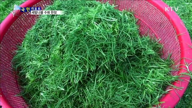 겨울철 미각 돋우는 세발나물 수확