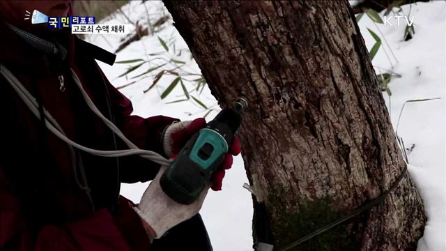 한파 영향…'고로쇠 수액' 지각 채취