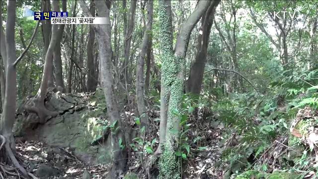 눈길 끄는 '제주 곶자왈' 생태관광지 선정