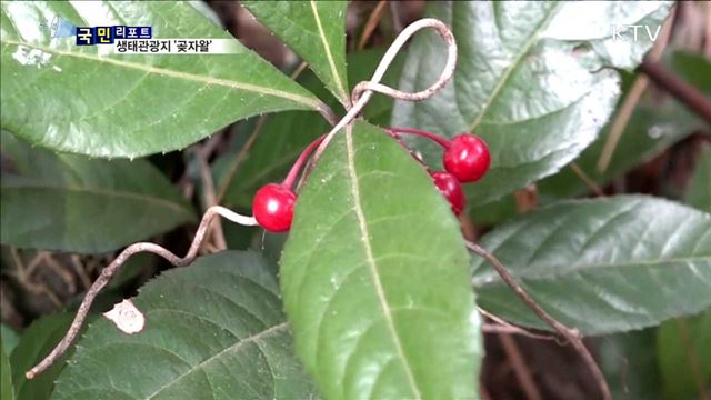 눈길 끄는 '제주 곶자왈' 생태관광지 선정