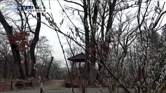 국립수목원의 봄 [한국의 美]
