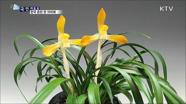봄 알리는 '춘란' 눈길 사로잡아