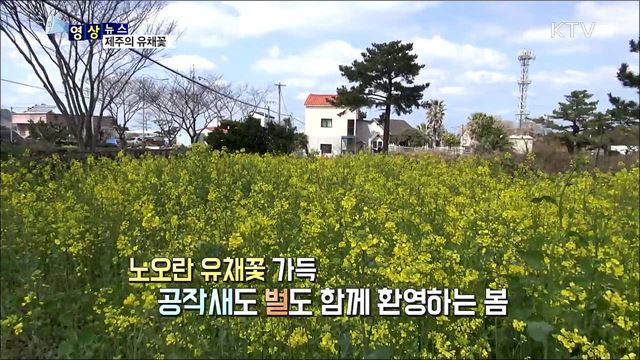 제주의 유채꽃 [한국의 美]