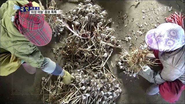 컬링 '갈릭 걸스' 효과 톡톡…의성 마늘 매출 쑥쑥