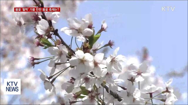 봄꽃 '활짝'…어디로 떠나볼까?