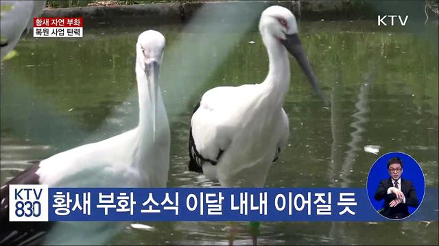 '황새' 복원·텃새화 탄력…12마리 부화 성공