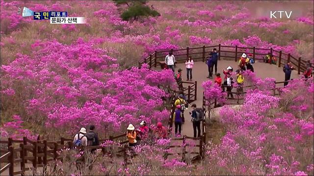 이 주의 문화가 산책