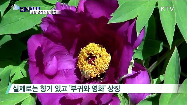 모란이 피기까지는…영랑 생가를 찾아