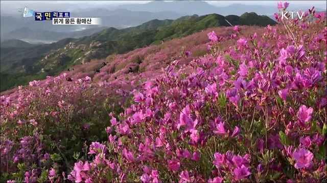 해발 900M 황매산···능선마다 철쭉꽃 만발