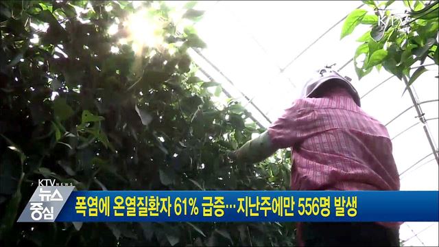 폭염에 온열질환자 61% 급증···지난주에만 556명 발생