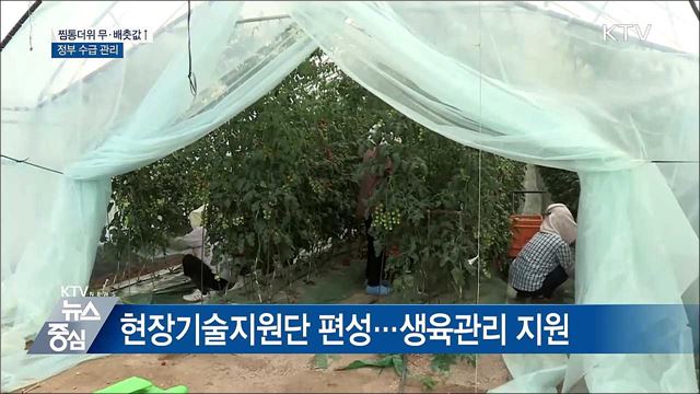 찜통더위 무·배춧값↑···정부 수급 관리