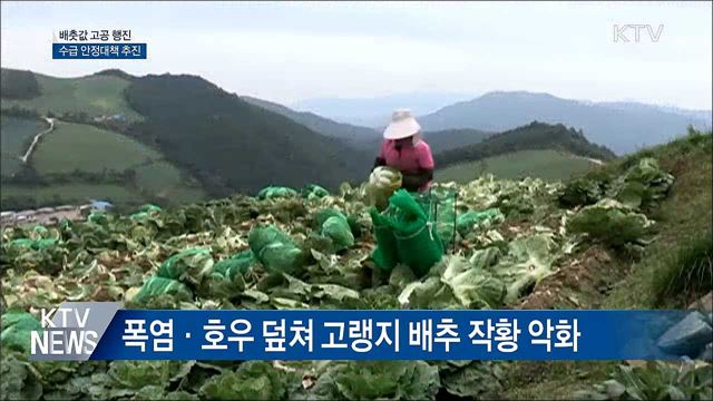'배추 수급 불안'···조기 출하물량 확대