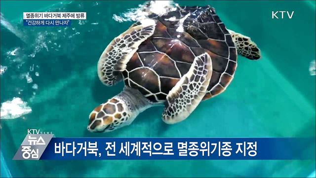 제주서 멸종위기 바다거북 방류···"다시 만나자"