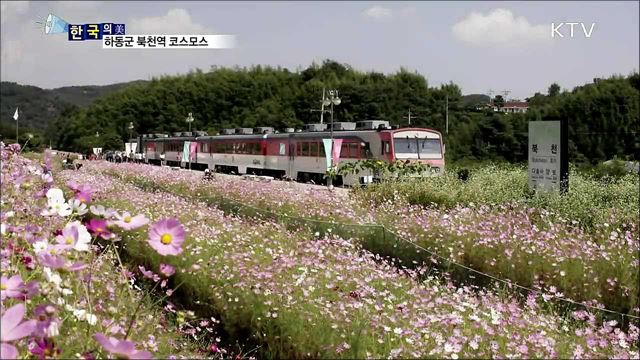 하동군 북천역 코스모스 [한국의 美]