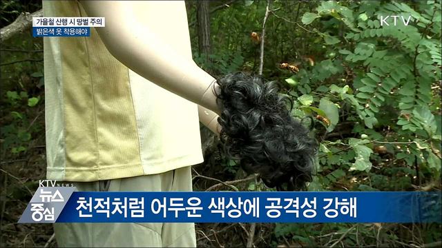 가을철 '땅벌' 주의···밝은 옷 입고 빈틈 없애야