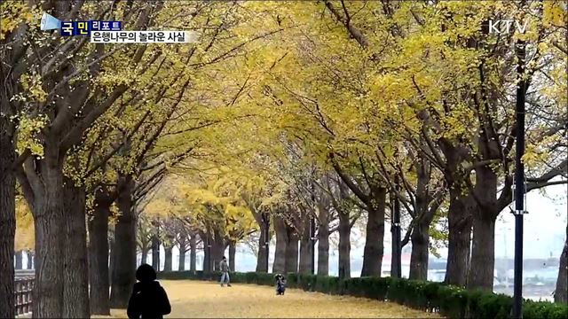 천덕꾸러기 은행나무···알고 보면 도심 속 효자