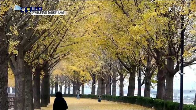 천덕꾸러기 은행나무···알고 보면 도심 속 효자