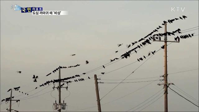 까마귀 떼 '비상'···울음소리·배설물 피해 호소