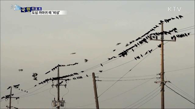 까마귀 떼 '비상'···울음소리·배설물 피해 호소