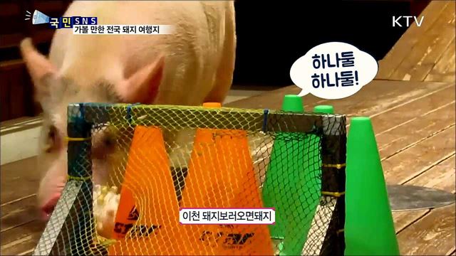 '황금돼지해'···가볼 만한 전국 돼지 여행지