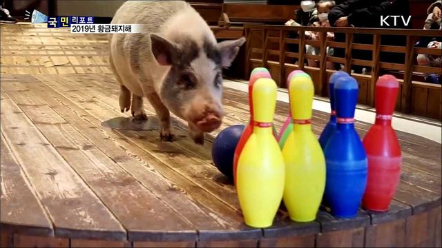 다산·부귀의 상징···2019 황금돼지해