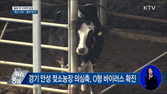 올해 첫 '구제역'···설 앞두고 방역 총력