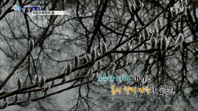 국립수목원의 봄 [한국의 美]