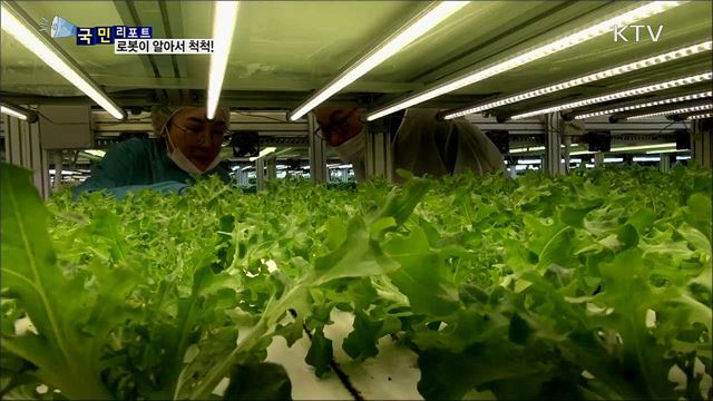 로봇 농부 척척···미래형 농업 '식물공장'