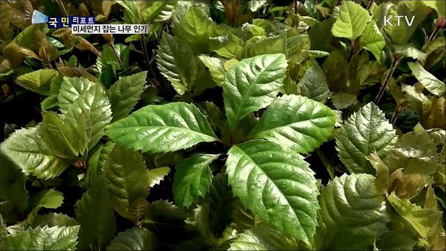 '미세먼지 잡아요' 공기정화 식물 인기