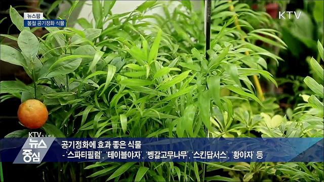 봄철 공기정화 식물 [뉴스팜]