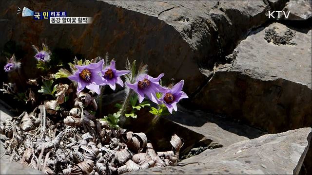절벽 바위 틈 자생···동강 할미꽃 활짝