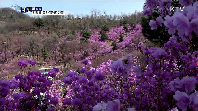 '문학의 향기' 가득한 진달래 동산 인기