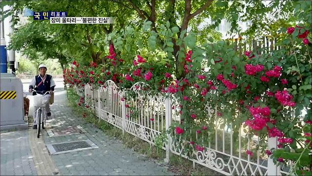 아파트 장미 울타리, 아름답게 보이지만···