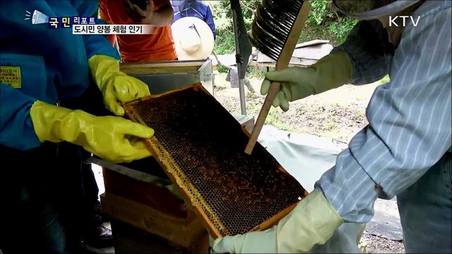 청년도 은퇴세대도 '양봉 체험' 큰 관심
