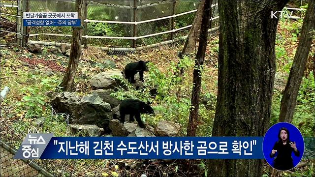 반달가슴곰 구미서도 발견···"공격 성향 없어요"