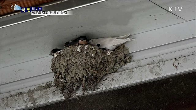 보기 드문 '행운의 길조' 흰 제비 태어나