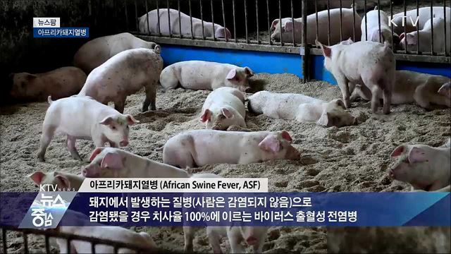 아프리카돼지열병 [뉴스팜]