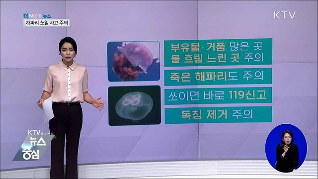 여름철 해파리·벌 쏘임 사고 집중···'조심하세요'