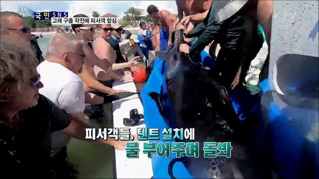 고래를 구하라!···구출작전에 피서객 합심  