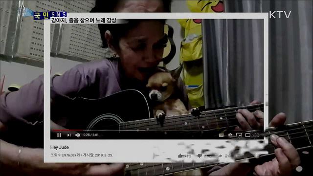 할머니 노래 감상하며 졸음 참는 치와와 